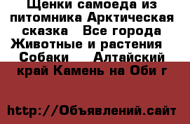 Щенки самоеда из питомника Арктическая сказка - Все города Животные и растения » Собаки   . Алтайский край,Камень-на-Оби г.